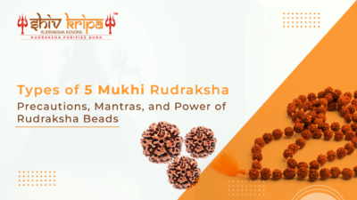 Types of 5 Mukhi Rudraksha - Precautions, Mantras, and Power of Rudraksha Beads