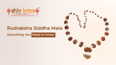 Rudraksha Siddha Mala - Everything you Need to Know