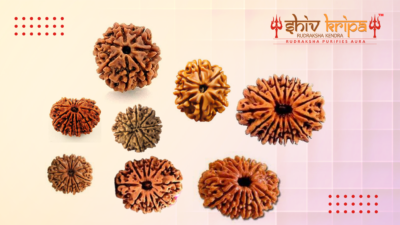 Properties Of 7 to 14 Mukhi Rudraksha