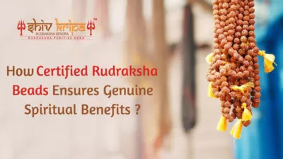 How Certified Rudraksha Beads Ensures Genuine Spiritual Benefits