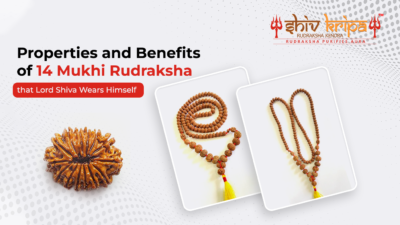 Properties and Benefits of 14 Mukhi Rudraksha that Lord Shiva Wears Himself