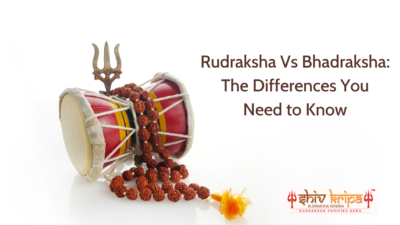 Rudraksha Vs Bhadraksha: The Differences You Need to Know