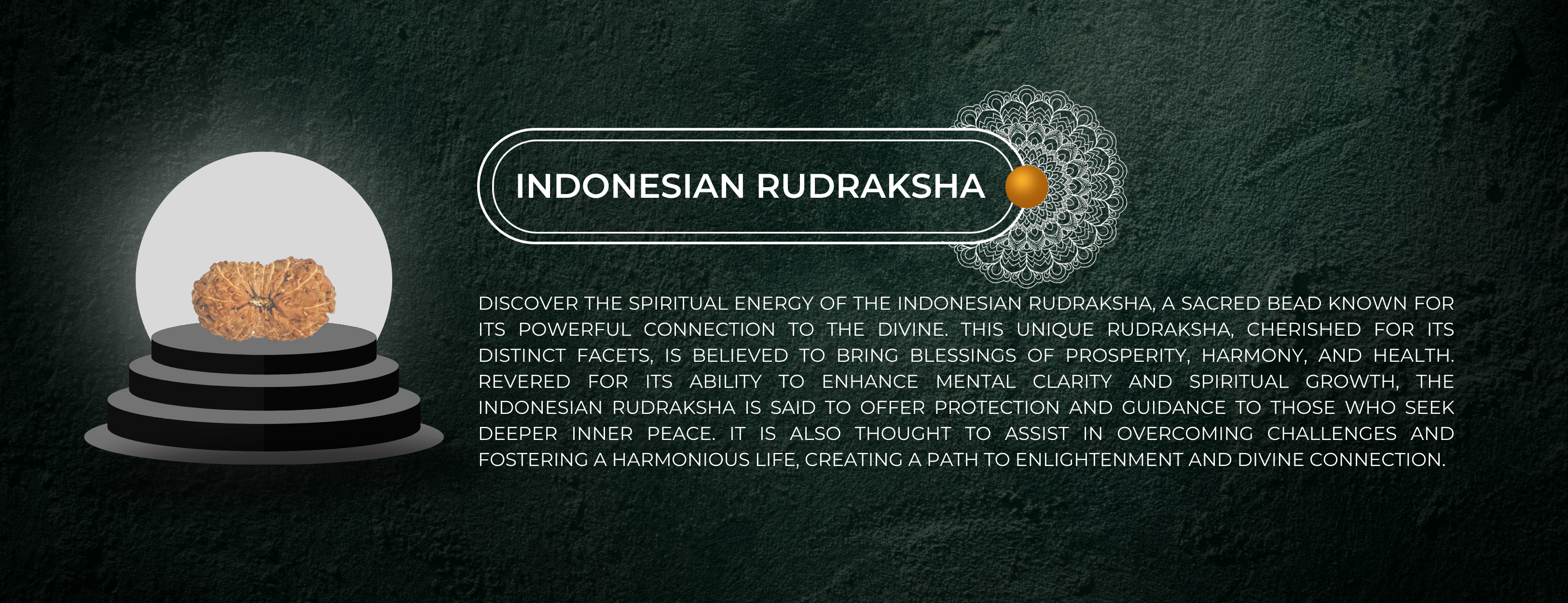 Indonesian Rudraksha