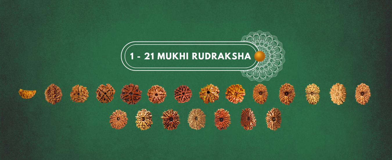 1 to 21 Mukhi Rudraksha