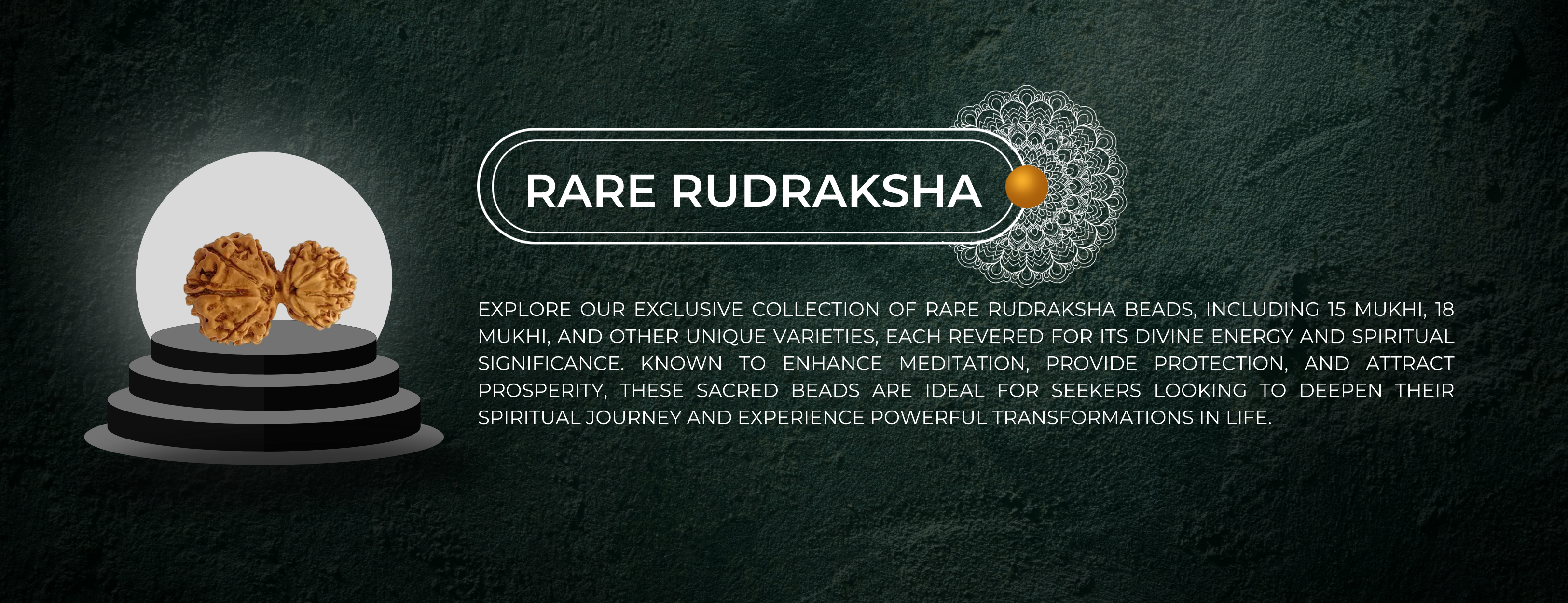 Rare Rudraksha