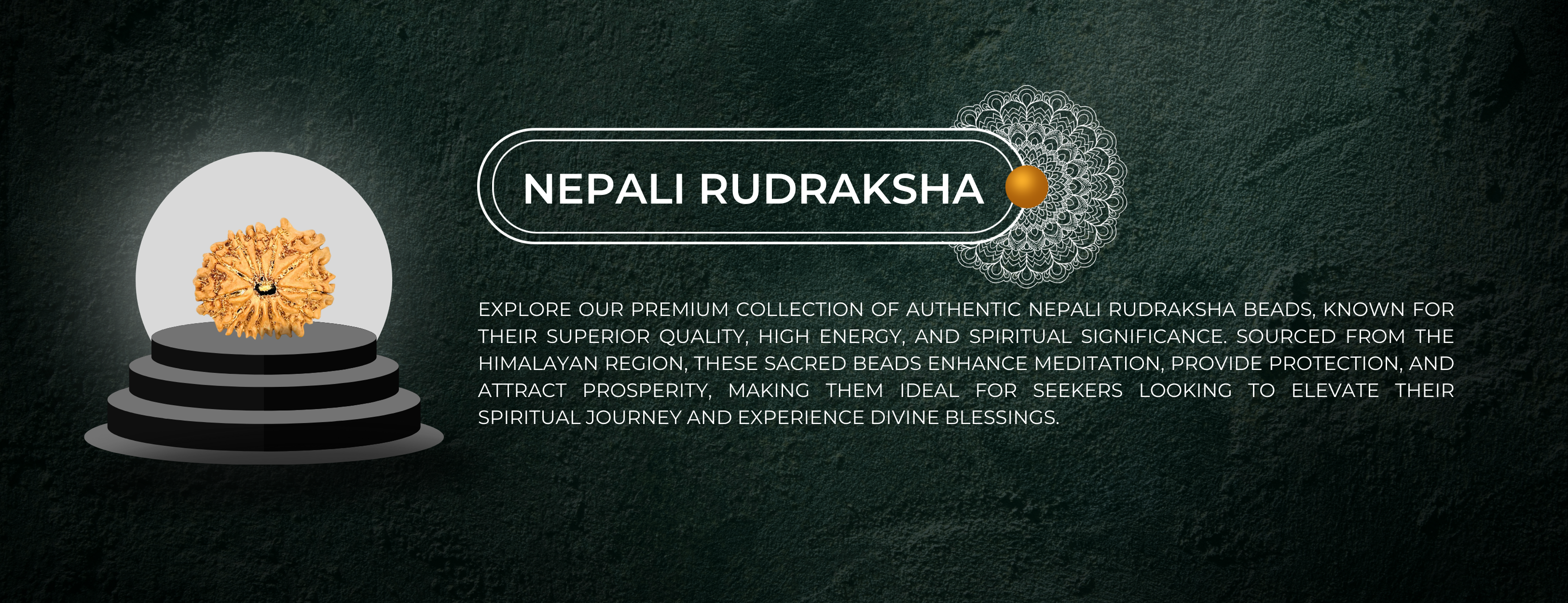 Nepali Rudraksha