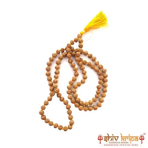 Premium Semi Chikna Rudraksha Mala