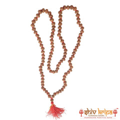 Real 7 mukhi rudraksha mala with certification