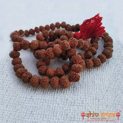 6 Mukhi Rudraksha Mala