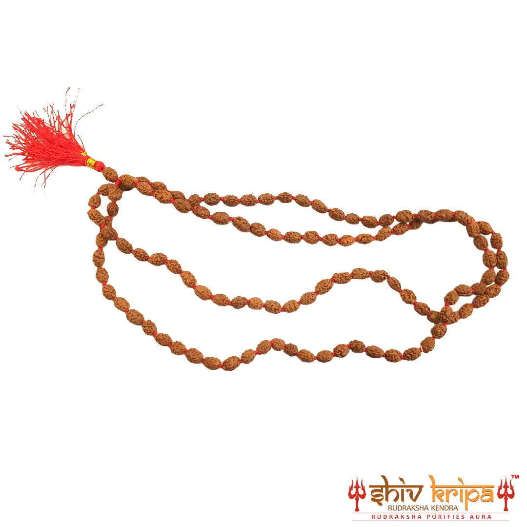 Real 3 Mukhi Rudraksha Mala Certified