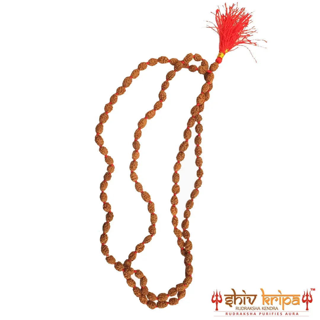 Real 3 Mukhi Rudraksha Mala Certified