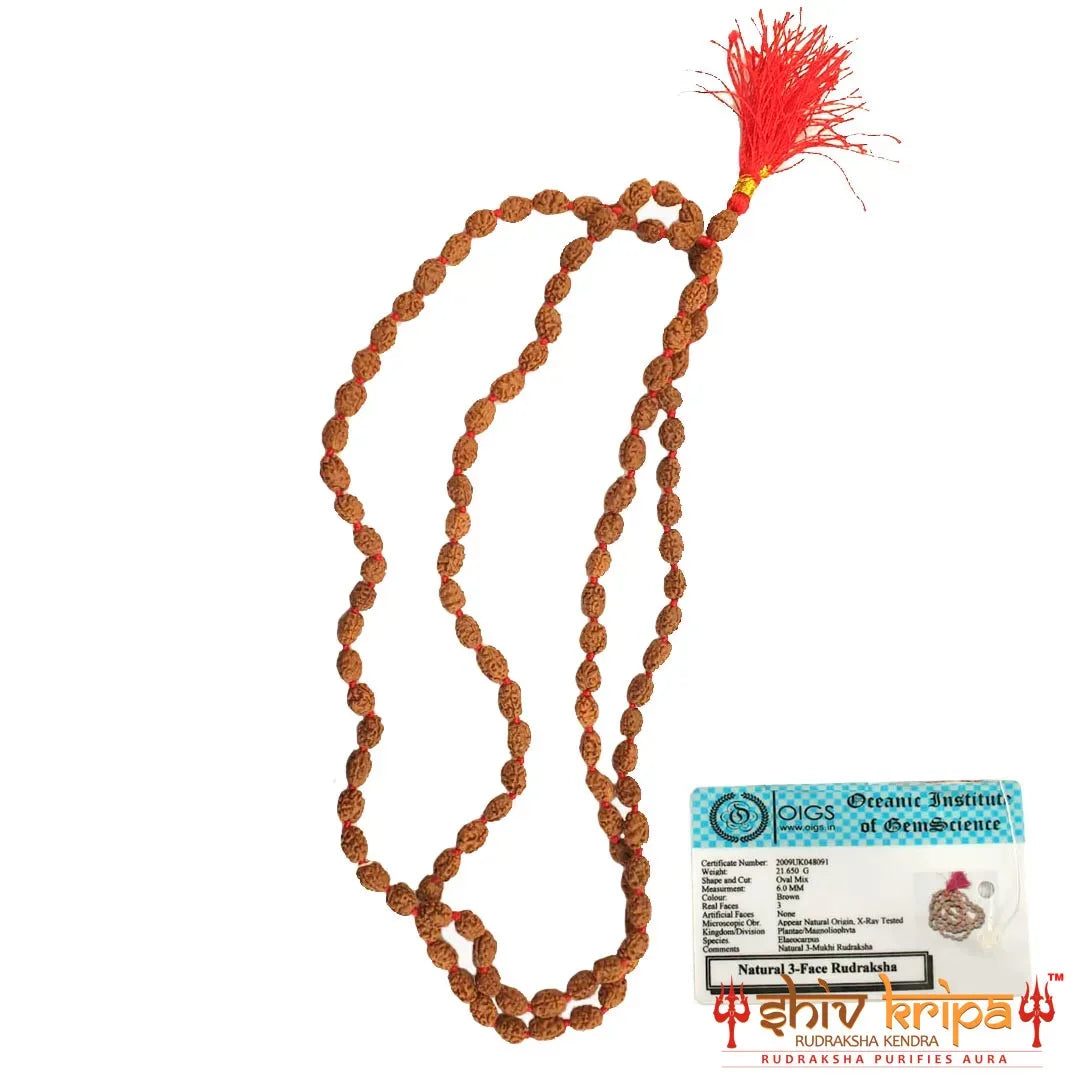 Real 3 Mukhi Rudraksha Mala Certified