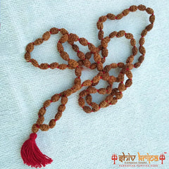 Real 2 Mukhi Rudraksha Mala with Certification