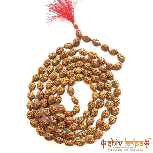 Real 2 Mukhi Rudraksha Mala with Certification