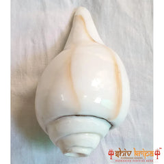 Valampuri Shankh / Conch / Blowing Shankh