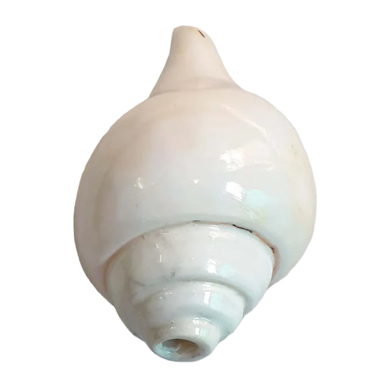 Valampuri Shankh | Conch | Blowing Shankh | length 6 inch