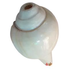 Valampuri Shankh | Conch | Blowing Shankh length 5 inch