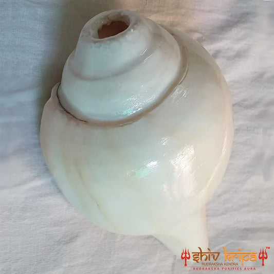 Valampuri Shankh | Conch | Blowing Shankh length 5 inch