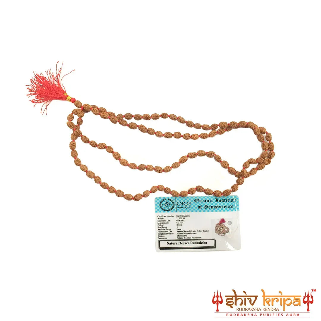 Real 3 Mukhi Rudraksha Mala Certified