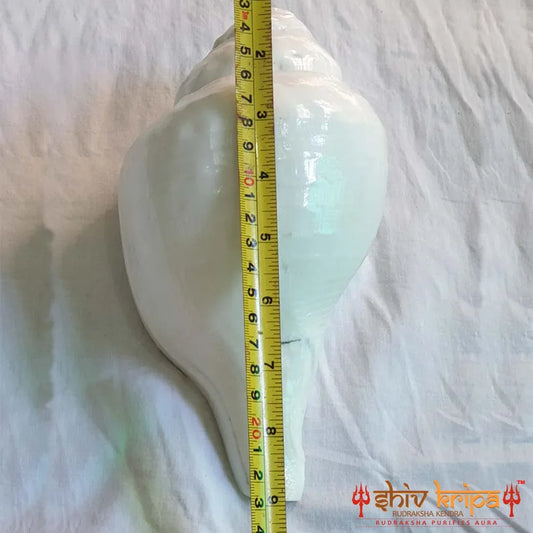 Valampuri Shankh | Conch | Blowing Shankh length 9 inch