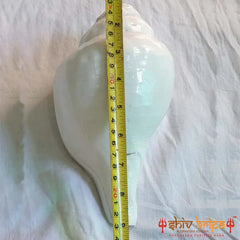 Valampuri Shankh | Conch | Blowing Shankh length 9 inch