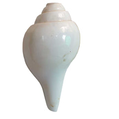 Valampuri Shankh | Conch | Blowing Shankh Length 4 inch