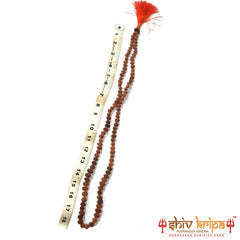 14 Mukhi Rudraksha Mala