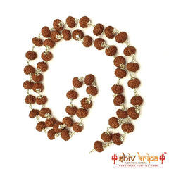 10 mukhi rudraksha mala in pure silver, 54+1 beads 9mm size