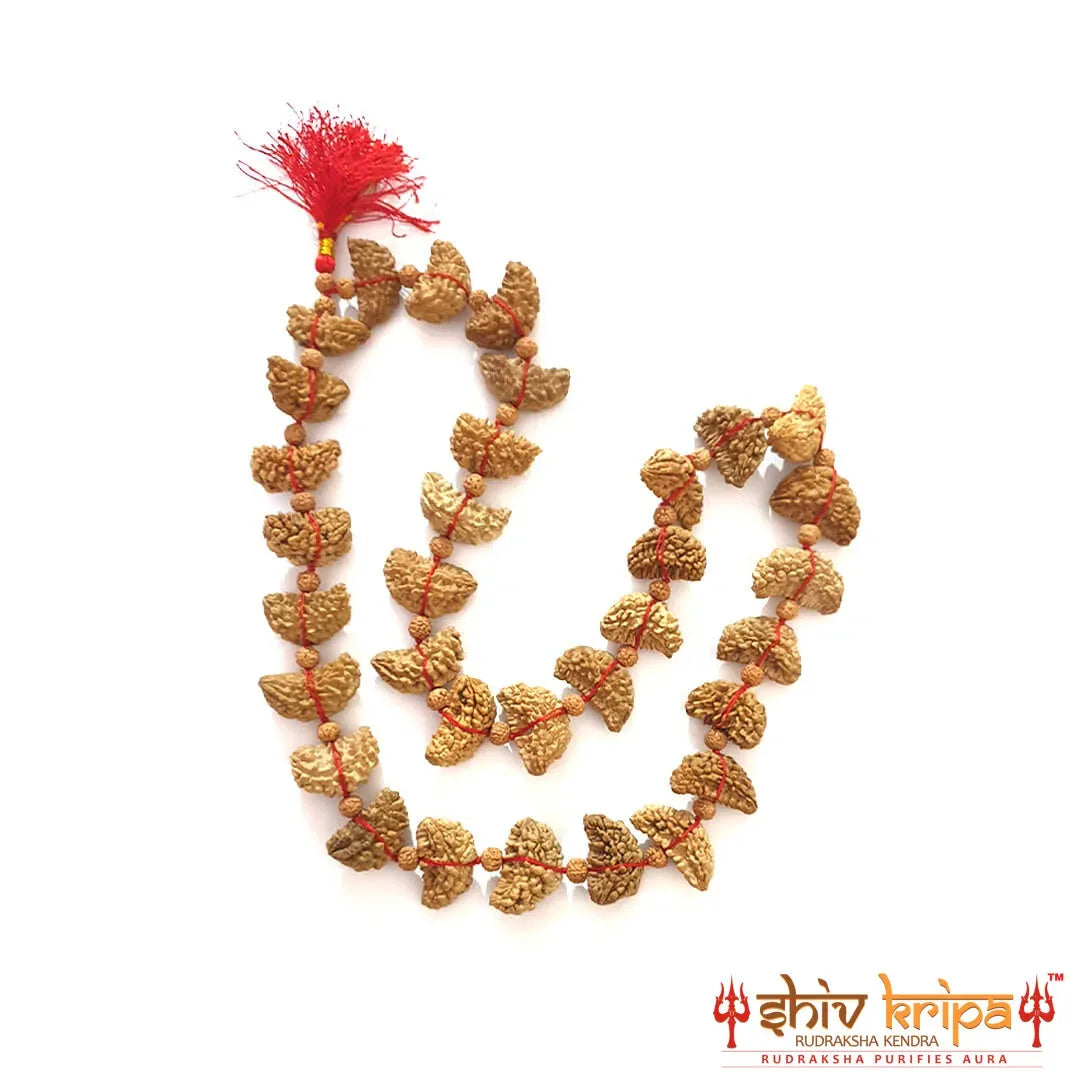 1 Mukhi Rudraksha Half Moon Shaped Mala