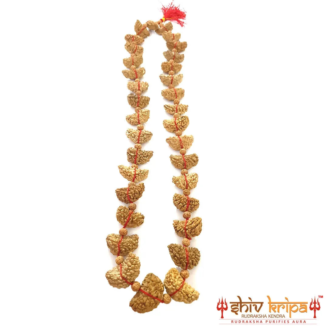 1 Mukhi Rudraksha Half Moon Shaped Mala