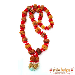 1 to 14 Mukhi Sarv Sidh Rudraksha Mala