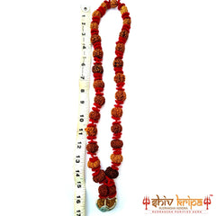 1 to 14 Mukhi Sarv Sidh Rudraksha Mala