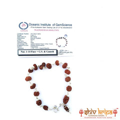 1 to 14 Mukhi Sarv Siddha Rudraksha Bracelet In Pure Silver