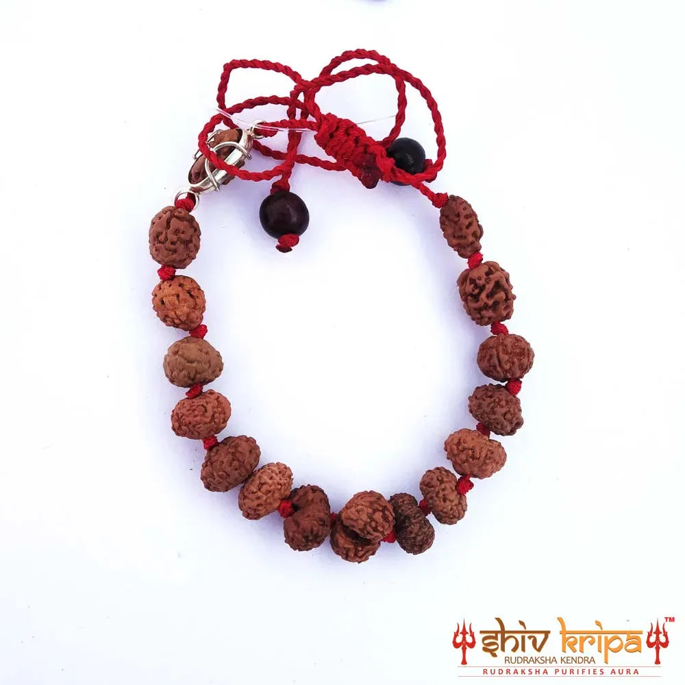 1 to 14 Mukhi Sarv Siddha Rudraksha Bracelet