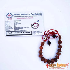 1 to 14 Mukhi Sarv Siddha Rudraksha Bracelet