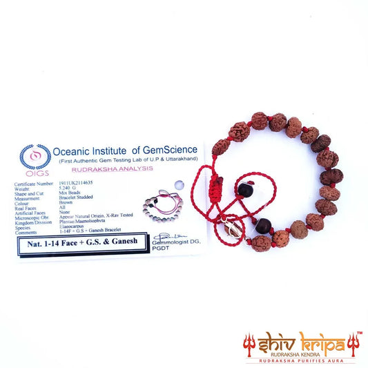 1 to 14 Mukhi Sarv Siddha Rudraksha Bracelet