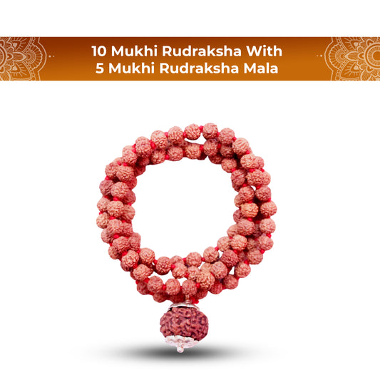 10 Mukhi Rudraksha With 5 Mukhi Rudraksha Mala