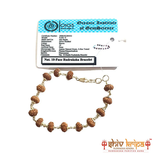 2 Mukhi Rudraksha Bracelet in Pure Silver 92.5ct