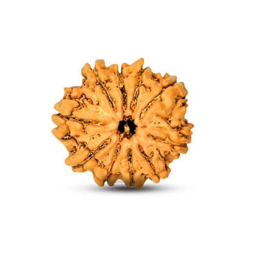 10 Mukhi Rudraksha (Nepali) - Regular