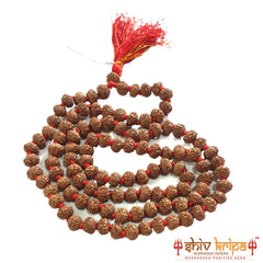 6 Mukhi Rudraksha Mala