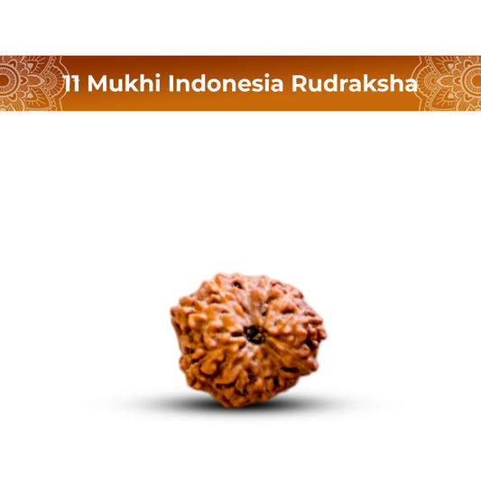 11 Mukhi Rudraksha (Indonesian)