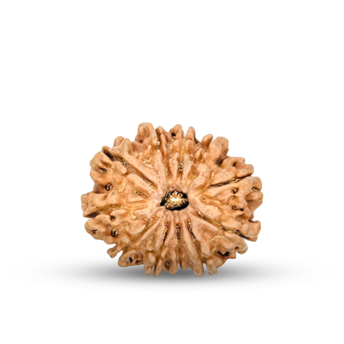 11 Mukhi Rudraksha (Nepali) - Regular