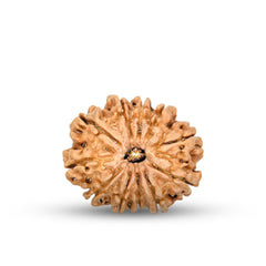 11 Mukhi Rudraksha (Nepali) - Regular