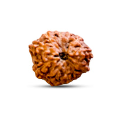 11 Mukhi Rudraksha (Indonesian)