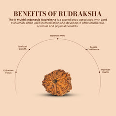 11 Mukhi Rudraksha (Indonesian)