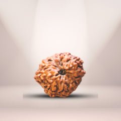 11 Mukhi Rudraksha (Indonesian)