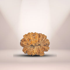 13 Mukhi Rudraksha (Indonesian)