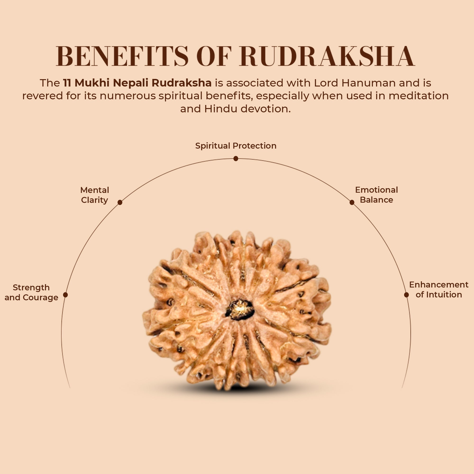 11 Mukhi Rudraksha (Nepali) - Regular