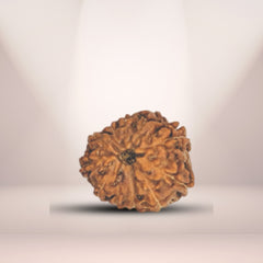 11 Mukhi Rudraksha (Indonesian)