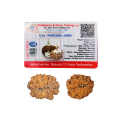 13 Mukhi Rudraksha (Indonesian)